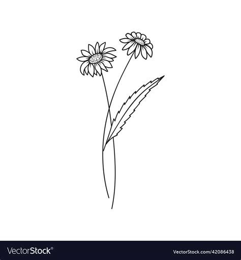 Daisy April Birth Month Flower Royalty Free Vector Image