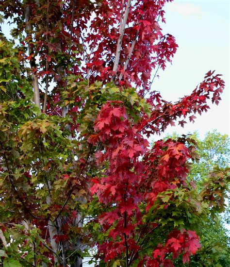 By recognizing a leaf's key. Red Maple Leaves Picture | Free Photograph | Photos Public ...