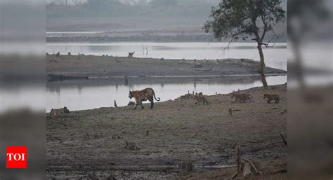 Supermom With Newborns Mp Tigress Sets Record Of Delivering Cubs