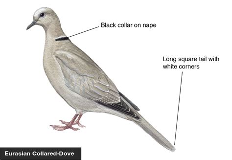 Eurasian Collared Dove Identification Diagram Bird Academy The