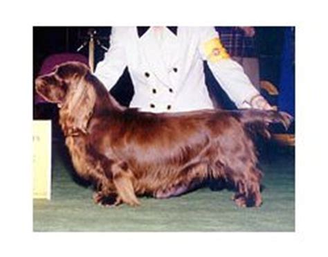 sussex spaniel breed information pictures common nickname  sussex