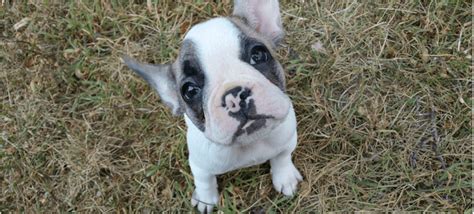 The french bulldog is a small breed of domestic dog, and its common nickname is frenchie. French Bulldog Cost | French bulldog, French bulldog cost