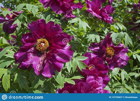 Si tratta di un albero da fiore di altezza compresa tra i 20 ed i 25 metri, che presenta un fusto legnoso. Peonia Del Tipo Di Albero Con Le Foglie Ed I Fiori Grandi ...