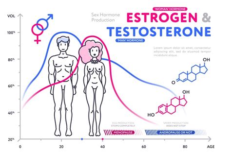 Colorful Diagram In Flat Style Showing Estrogen And Testosterone By