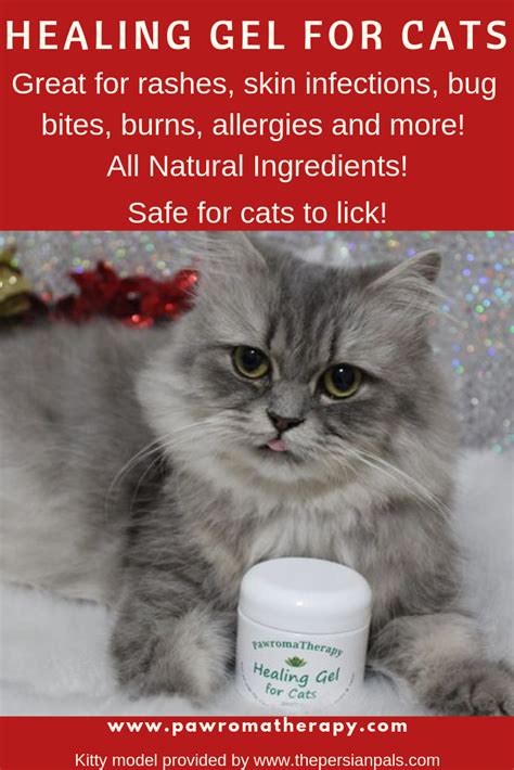 26 Natural Antibiotics For Cat Wounds Photos Pet Adoption Tucson