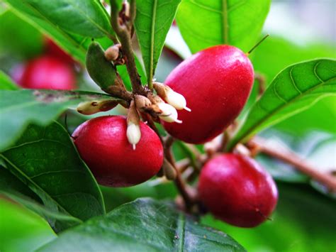 Rare Miracle Fruit Seeds Miracle Berry Synsepalum Etsy