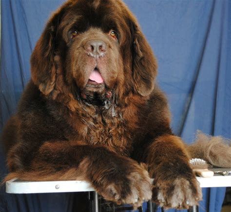 The 4 Life Stages Of The Newfoundland Dog My Brown Newfies