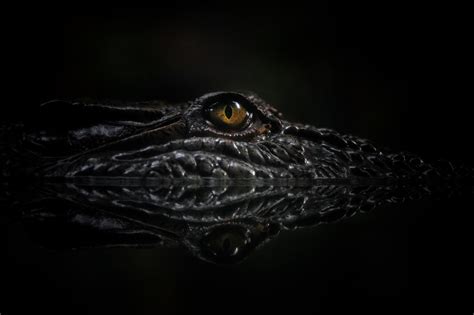 Wallpaper Crocodilia Close Up Macro Photography Reptile Darkness