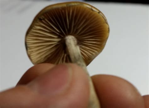Adelaide Hills Id Please Mushroom Hunting And Identification