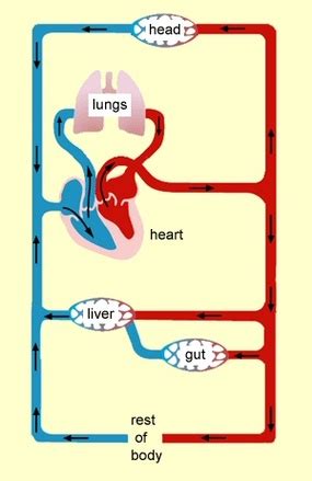 Circulatory System Simple Diagram Clipart Best