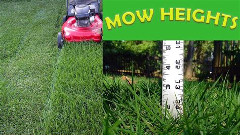 What Height Should You Mow Your St Augustine Zoysia Bahia And