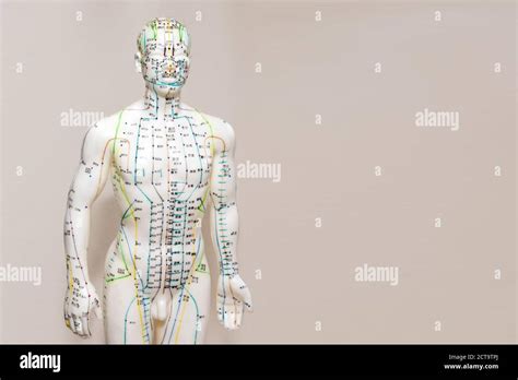 Oriental Medicine Model In Hospital Plastic Male Acupuncture Model