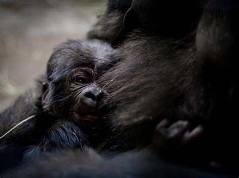 Fort Worth Zoo Announces Birth Of Western Lowland Gorilla Baby Texas Zoos