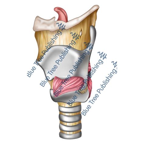 Larynx Side View