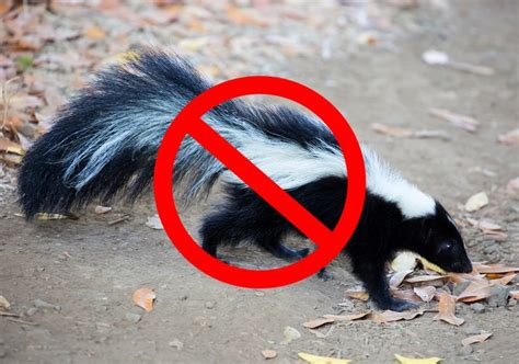 15 Tips On How To Get Rid Of Skunks Fast And Humanely 2024 World Birds