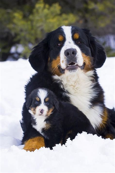1000 Images About Bernese Mountain Dogs On Pinterest