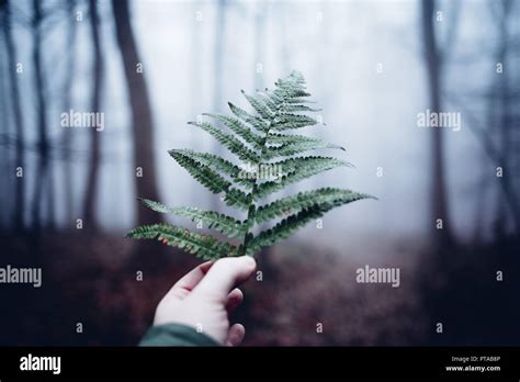 Man Holding Ferns In The Hand Stock Photo Alamy