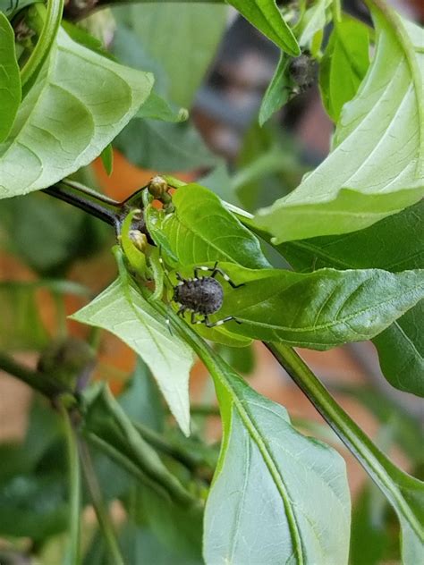 Common Bugs On Pepper Plants Information Chocmales