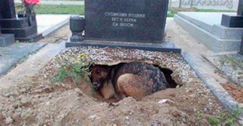 They Thought Dog Was Guarding Masters Grave Had No Idea She Was