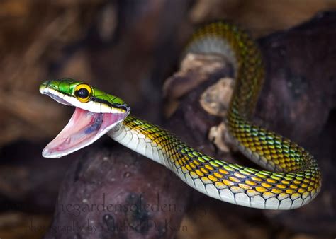 Leptophis Ahaetulla Amazon Parrot Snake Smiling Snake