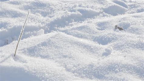 Snow Over Ground Surface With Plants Covered 4k 2160p Uhd Footage