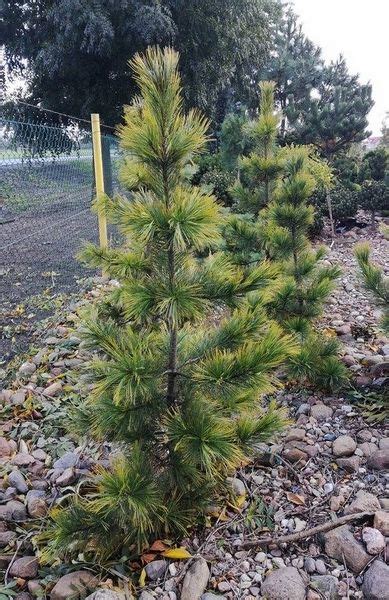 Pinus Cembra Aurea Conifers Garden Dwarf Conifers Conifers