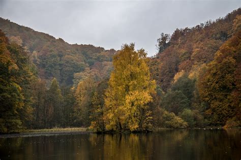 Wallpaper Landscape Forest Lake Nature Reflection Morning River