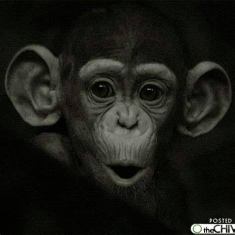 I Like The Expression On This Chimps Face Baby Chimpanzee Animal