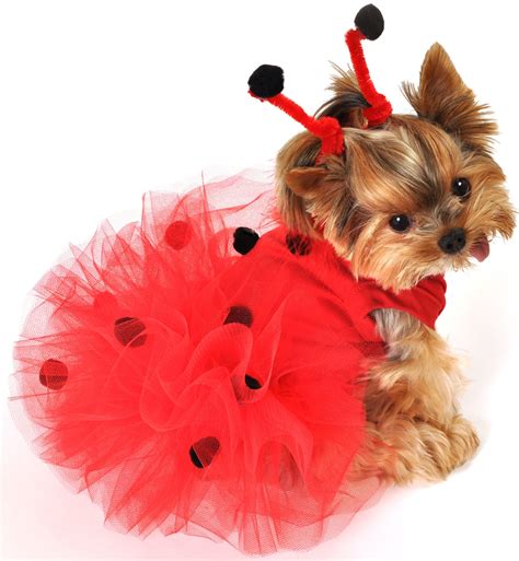 How To Make A Diy Halloween Outfit For Dog Gails Blog
