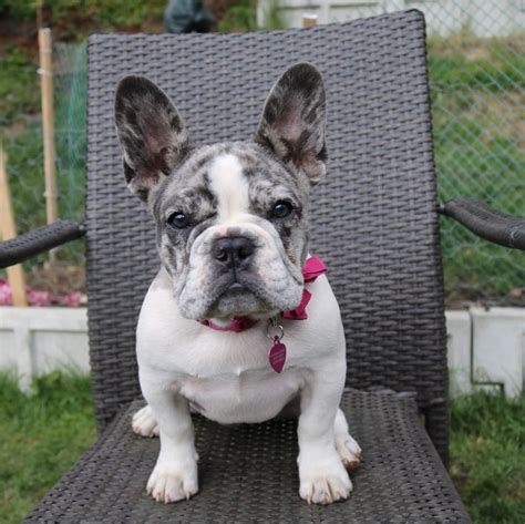 23 French Bulldog Breeder In Nj Picture Bleumoonproductions