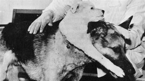 Vladimir Demikhov The Man Who Made A Two Head Dog