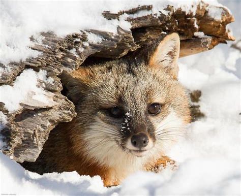 Gray Fox Grey Fox Spirit Animal North American Wildlife