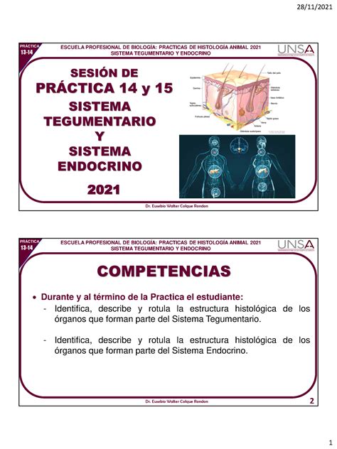 Sesión DE Practica 14 Y 15 Sistema Tegumentario Y Sistema Endocrino DR