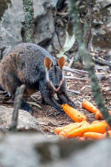 Due to the nature of our events we encourage our guest and patrons to check regularly on our website for any weather, dates or time changes. In pics: Hungry Wallabies escaping Australia bushfire eat ...