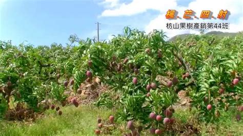 Search for text in self post contents. 「楓芒四射」~枋山果樹產銷第44班 愛文芒果開賣啦! - YouTube