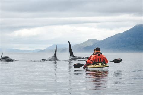 ⚡️blitzlichter⚡️ Whale Watching Auf Vancouver Island Kajaken Mit Orcas