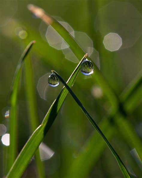 Free Stock Photo Of Dew Dew Drops Droplets