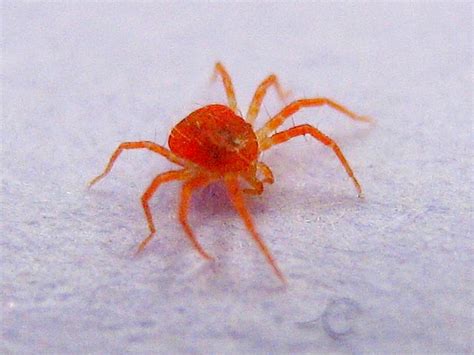 Maybe you would like to learn more about one of these? giant red spider!! | Wait! Here's the worst shot of one of ...