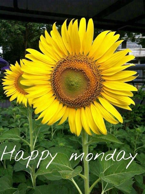 Happy Monday Sunflower Images Good Morning Motivational Quotes