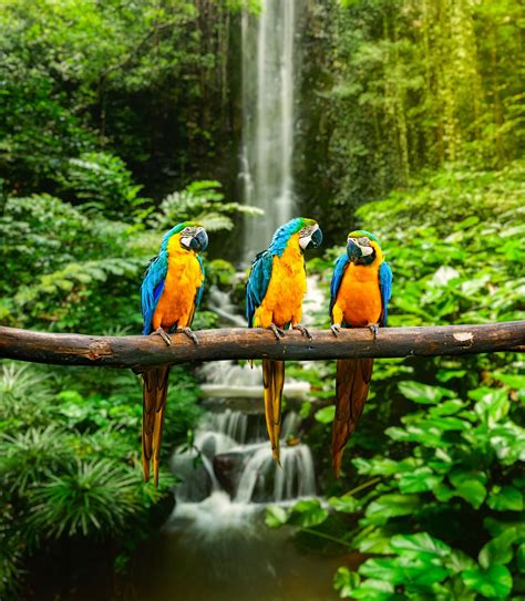 La Preciosa Fauna Silvestre De Costa Rica Patricio Villeda