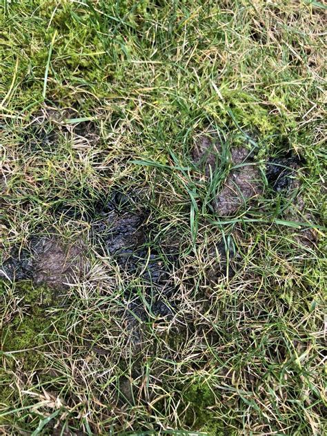 Black Oily Substance On Lawn In The Ask A Question Forum
