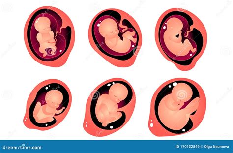 Ilustración Vectorial Etapas Del Desarrollo Fetal Aislado Sobre Fondo