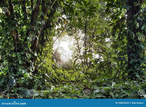 Green Tropical Forest Stock Photo Image Of Tropical 34659332