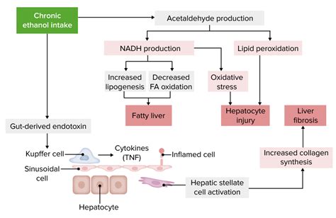 Alcoholic Liver Disease Pathophysiology