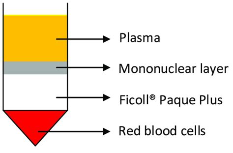 Schematic Diagram Of The Separation Of The Components Of A Blood