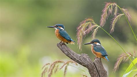 476190 Birds Kingfisher Nature Animals Rare Gallery Hd Wallpapers