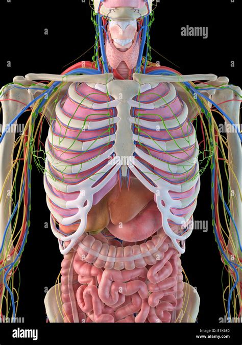 Human Ribcage And Internal Organs Computer Artwork Stock Photo Alamy