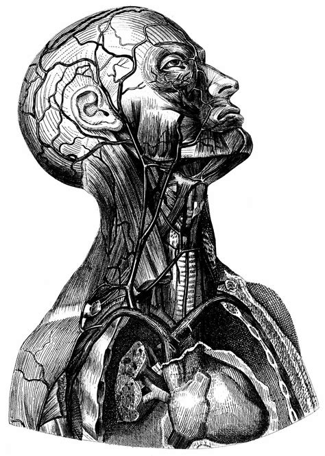 Vintage Human Anatomy Illustration