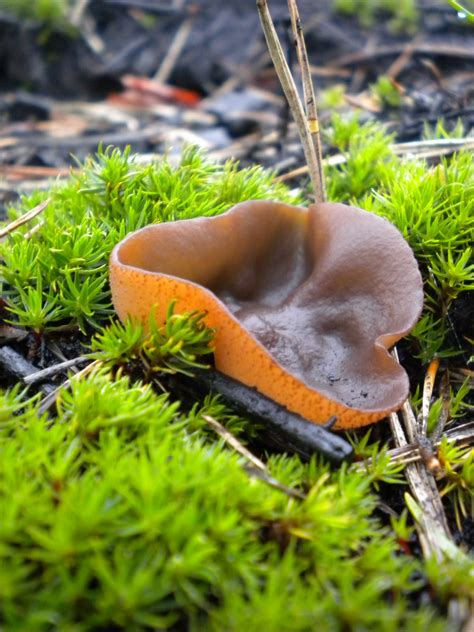 Swansea Fungi: Burnt Ground Fungi: Plicaria
