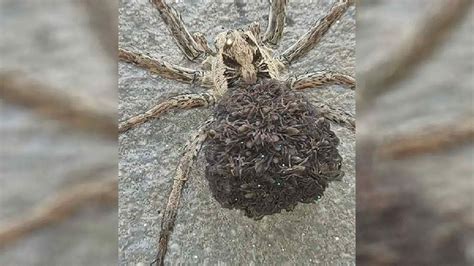 Moteris Tenerifėje ant savo durų slenksčio rado didžiulį baisų vorą